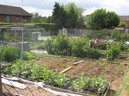 ../fg-gardens15/Allotments_6_11.JPG"